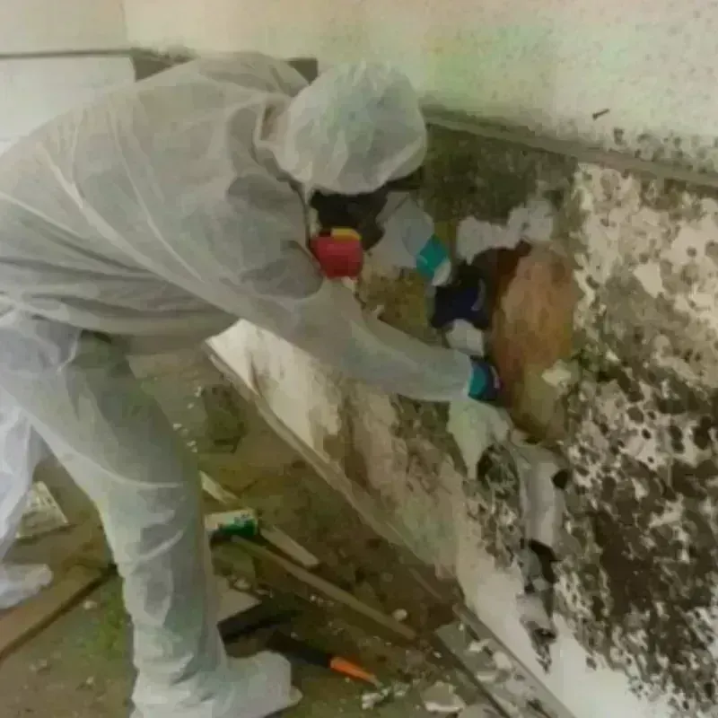 Mold Remediation and Removal in Waukegan, IL